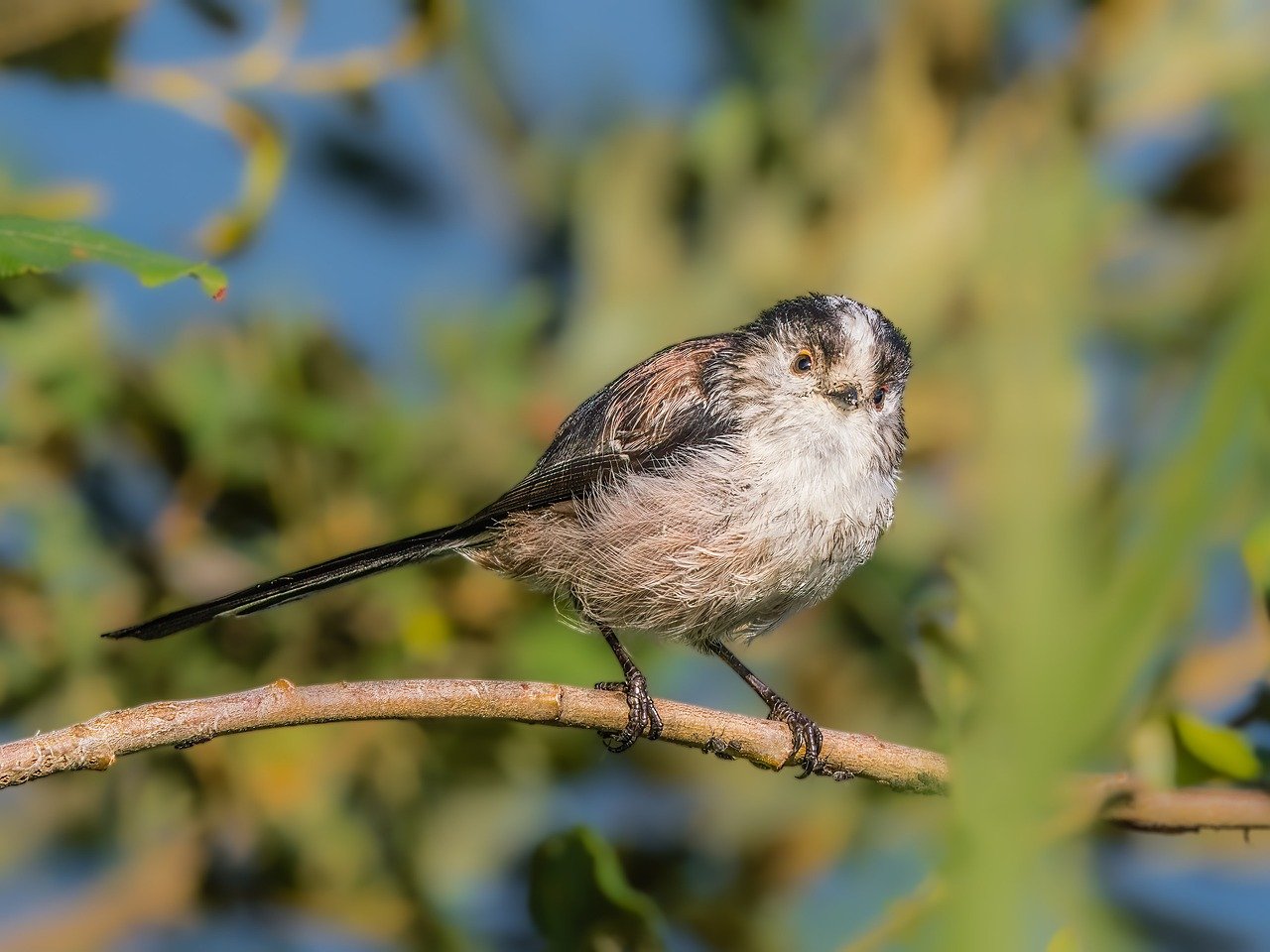 wildlife, long-tailed tit, bird, nature, plumage, ornithology, avian, songbird, feathers, branch, perched, birdwatching