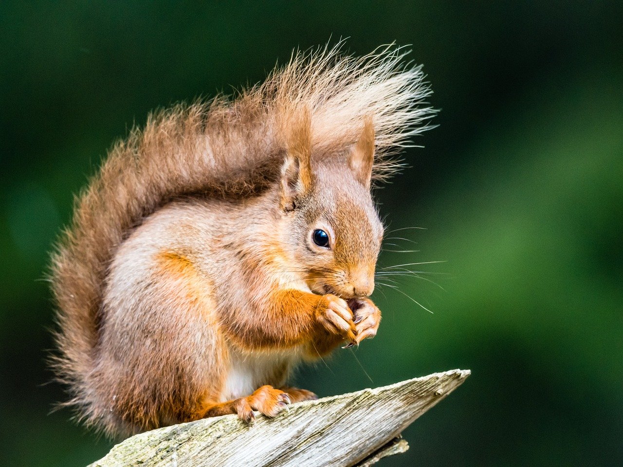 animal, squirrel, nature, wildlife, mammal, branch, red squirrel, cute, wild