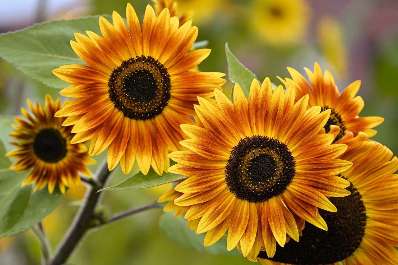 sunflowers, nature, flower wallpaper, flower, sunflower field, blossom, beautiful flowers, bloom, summer, field, flora, flower background, plants, hd wallpaper, outdoors, yellow, botany, meadow, petals