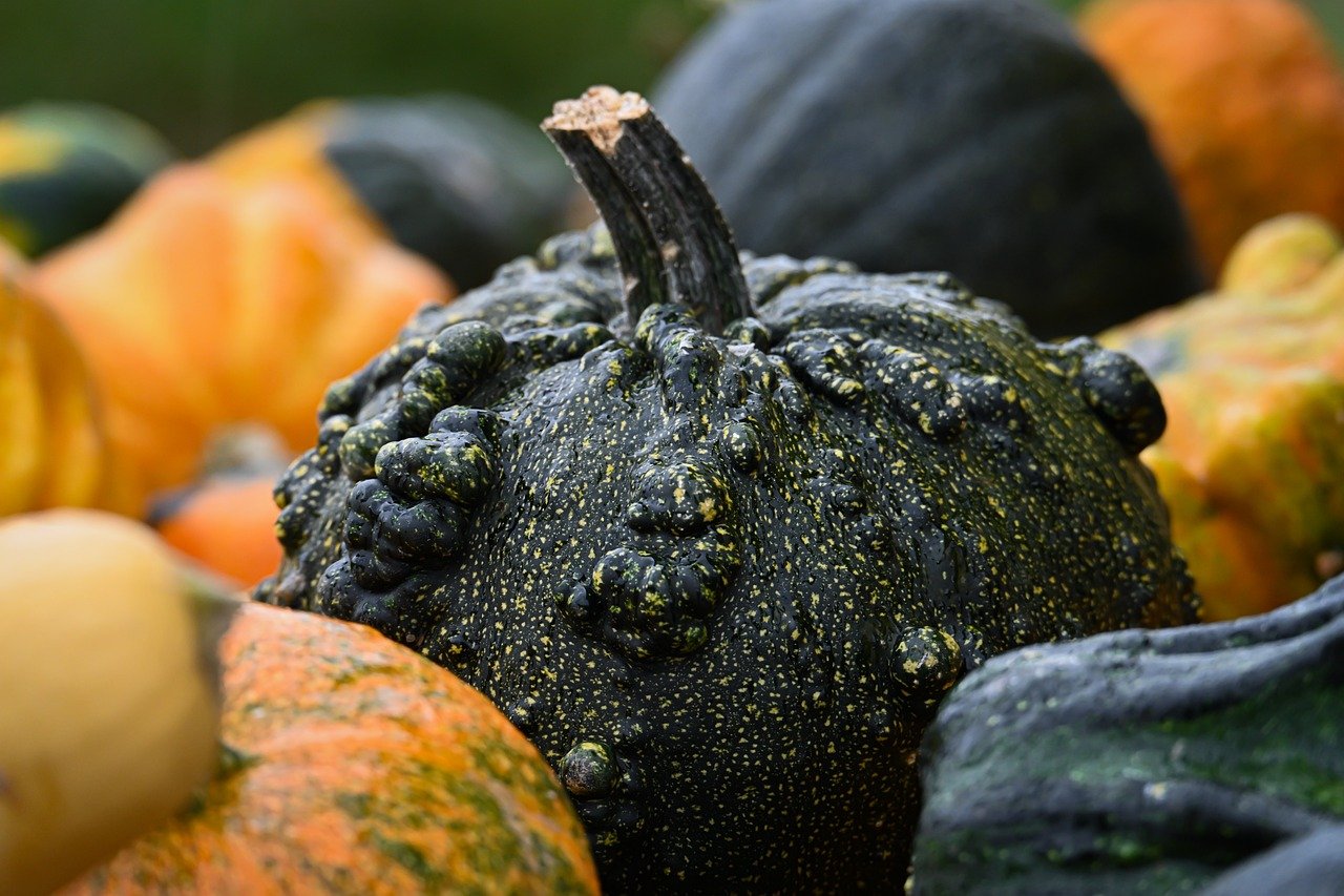 pumpkins, fall, vegetables, harvest, still life, nature, food, decoration, organic