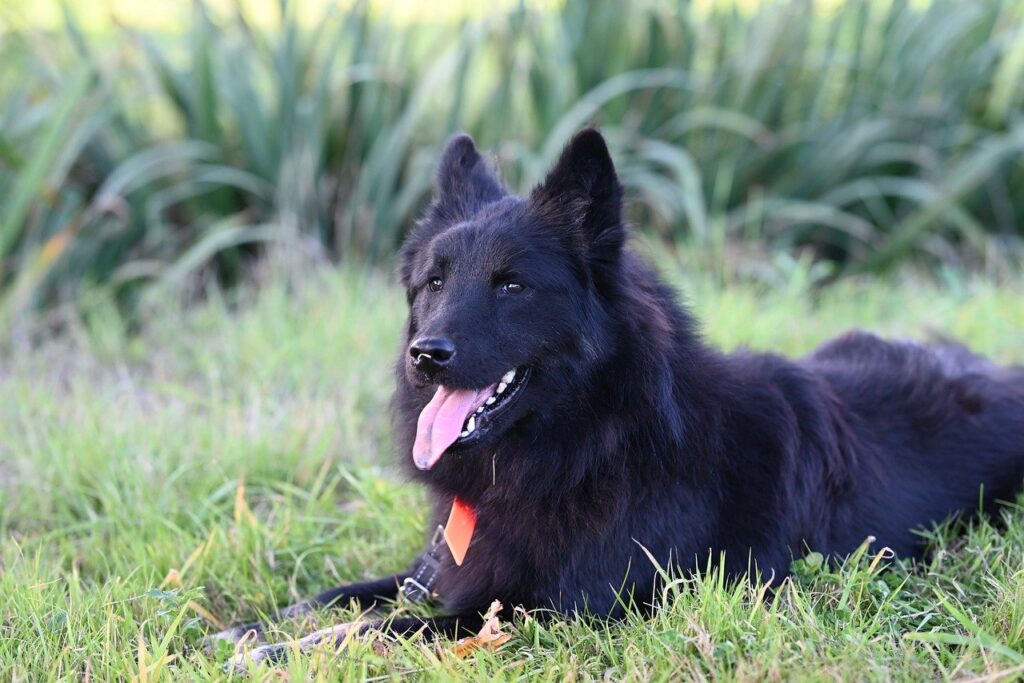 valiant eurasier, dog, pet, animal, nature, eurasier color black