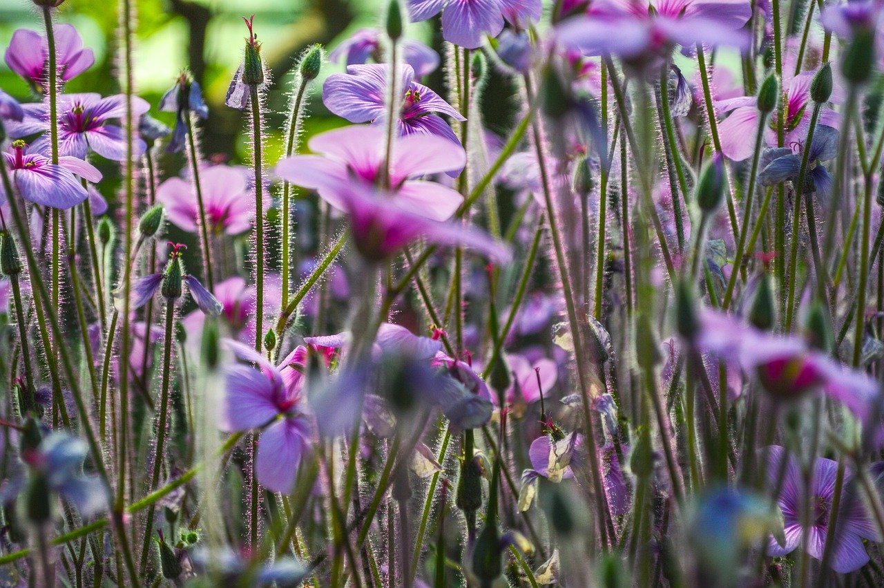 flower, blossom, bloom, flora, close up, petals, macro, spring, flower wallpaper, flower background, purple, nature, violet, beautiful flowers, bellflower, backlighting, mood, morning mood, dream, fairytale, mystical