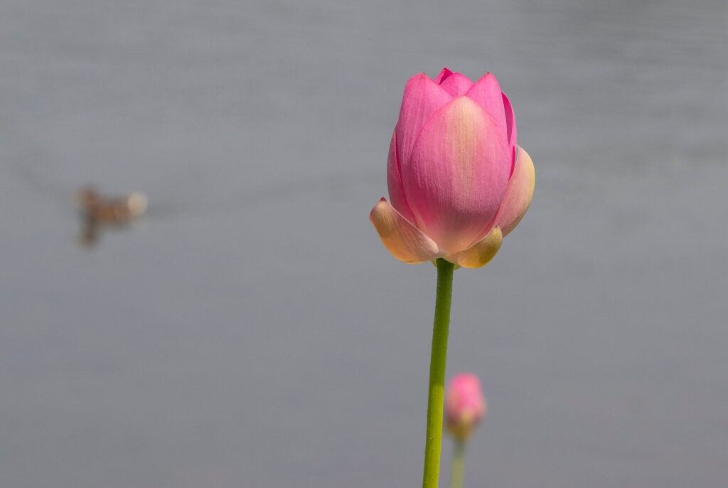 lotus, flower, pond, plant, bloom, flora, blossom, petals, pink