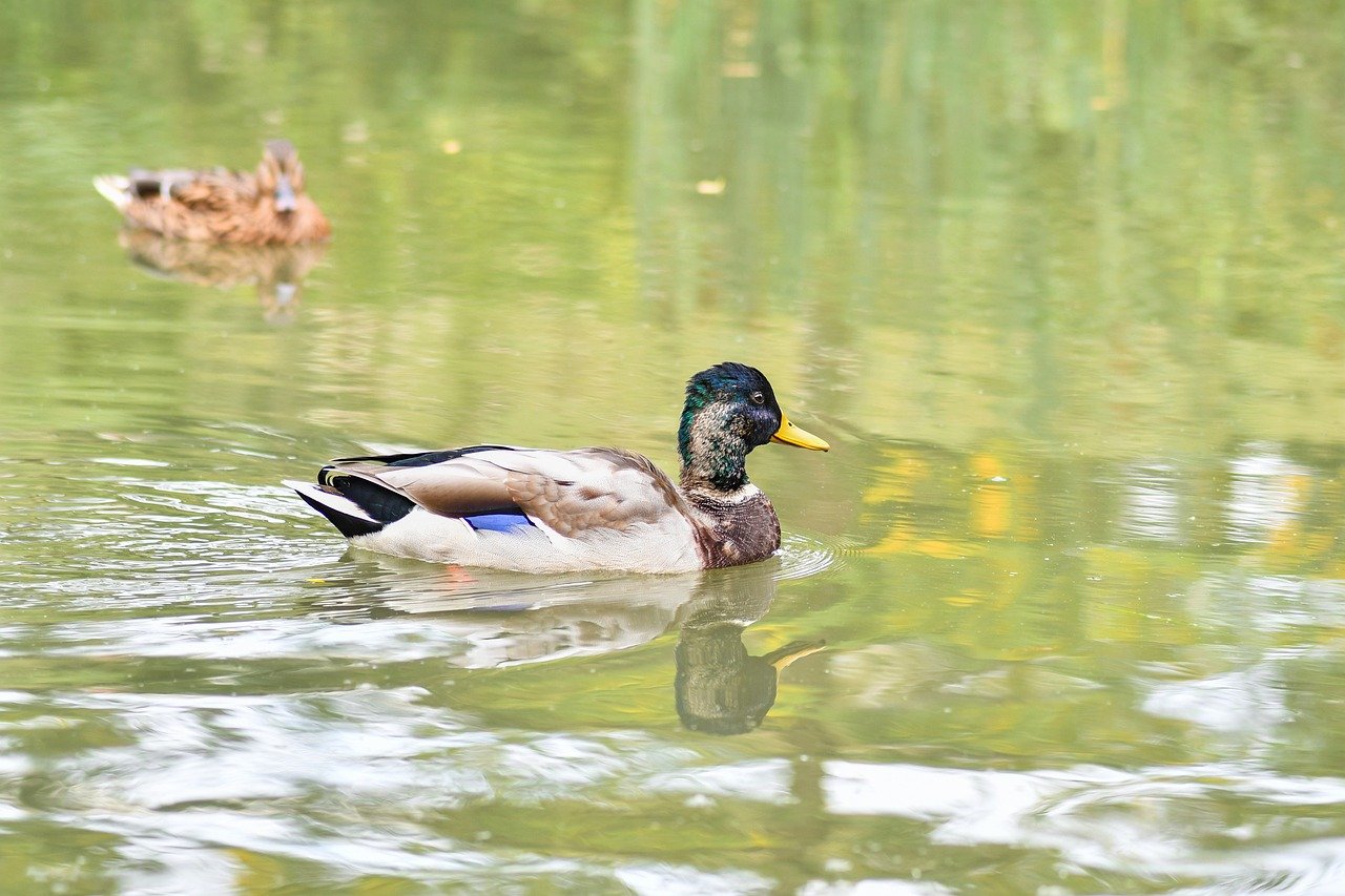 duck, mallard, bird, animal, plumage, nature, pond, green