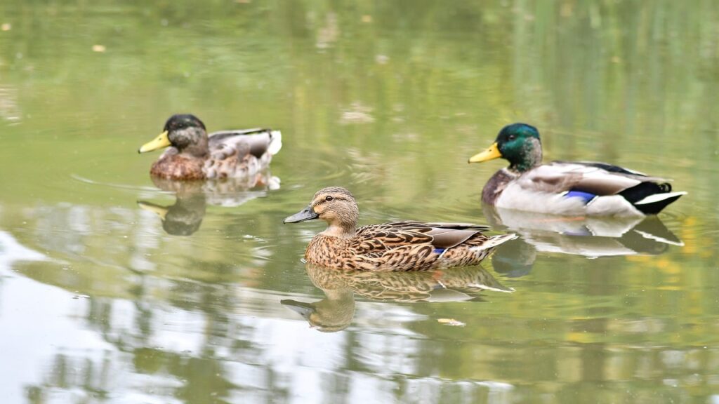 duck, bird, animal, plumage, nature, pond, green