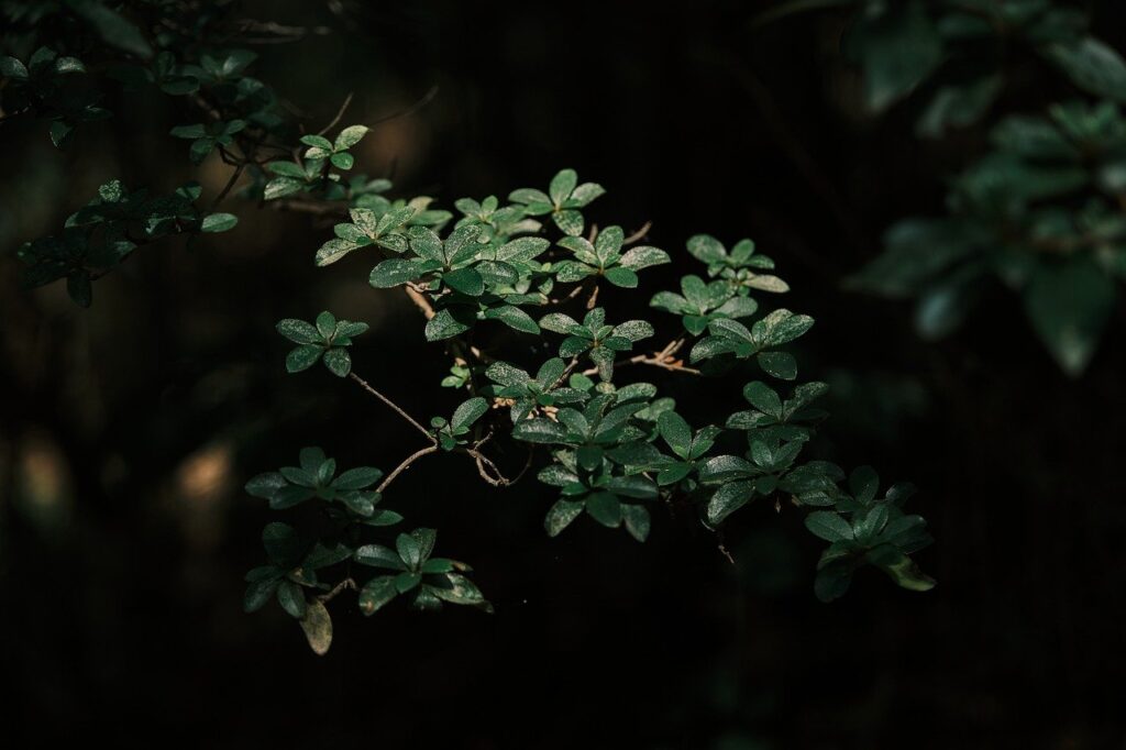 nature, leaves, green, bokeh, peaceful, moody, close up