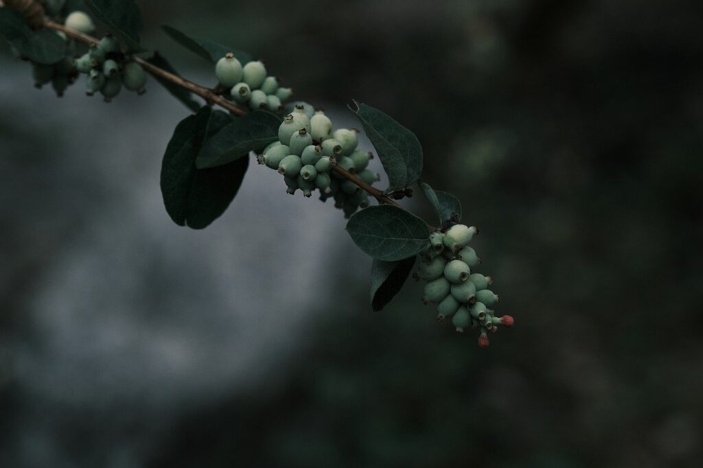 green berries, nature, plant, forest, peaceful, tranquil, close up, wild berries