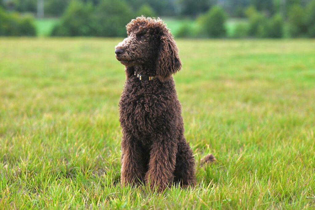royal poodle aurelio, large poodle, nature, pet, dog, animal