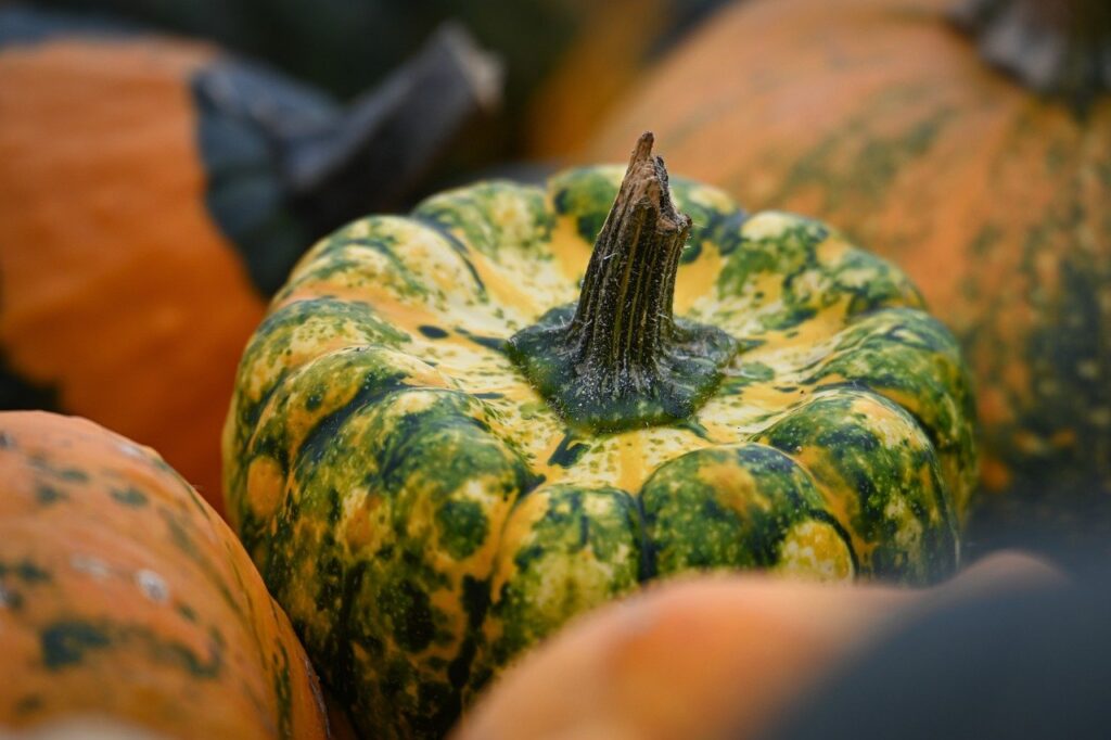 pumpkin, fall, october, nature, harvest, season, gourd, autumn decoration, decoration, halloween, autumnal, decorative, vegetables, autumn motives