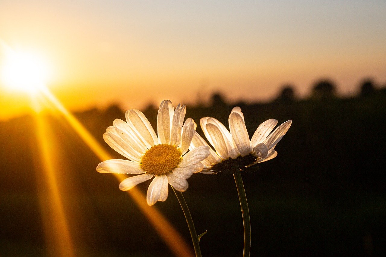 daisy, beautiful flowers, flower wallpaper, flowers, summer, sunlight, summer sunlight, evening light, nature, landscape, flower background, light, grasses, quiet, meadow