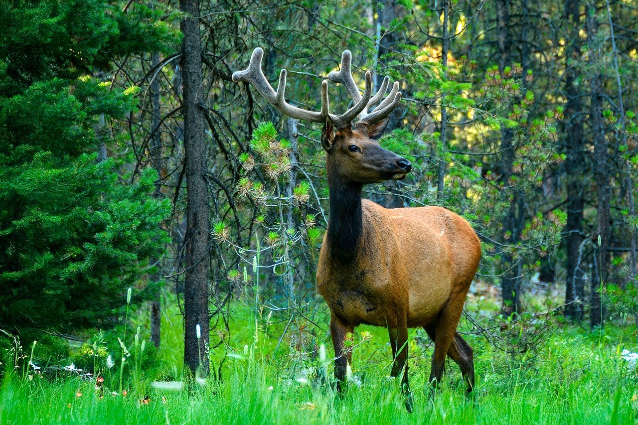 elk, wildlife, tetons, wyoming, nature, grand tetons, national park, forest, trees, buck