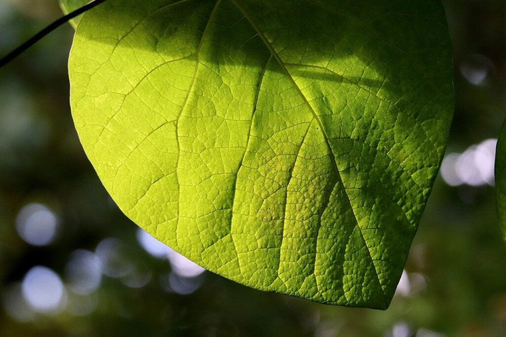 whistling wind, green leaf, leaf veins, leaf structure, leaves, rank plant, climber plant, nature
