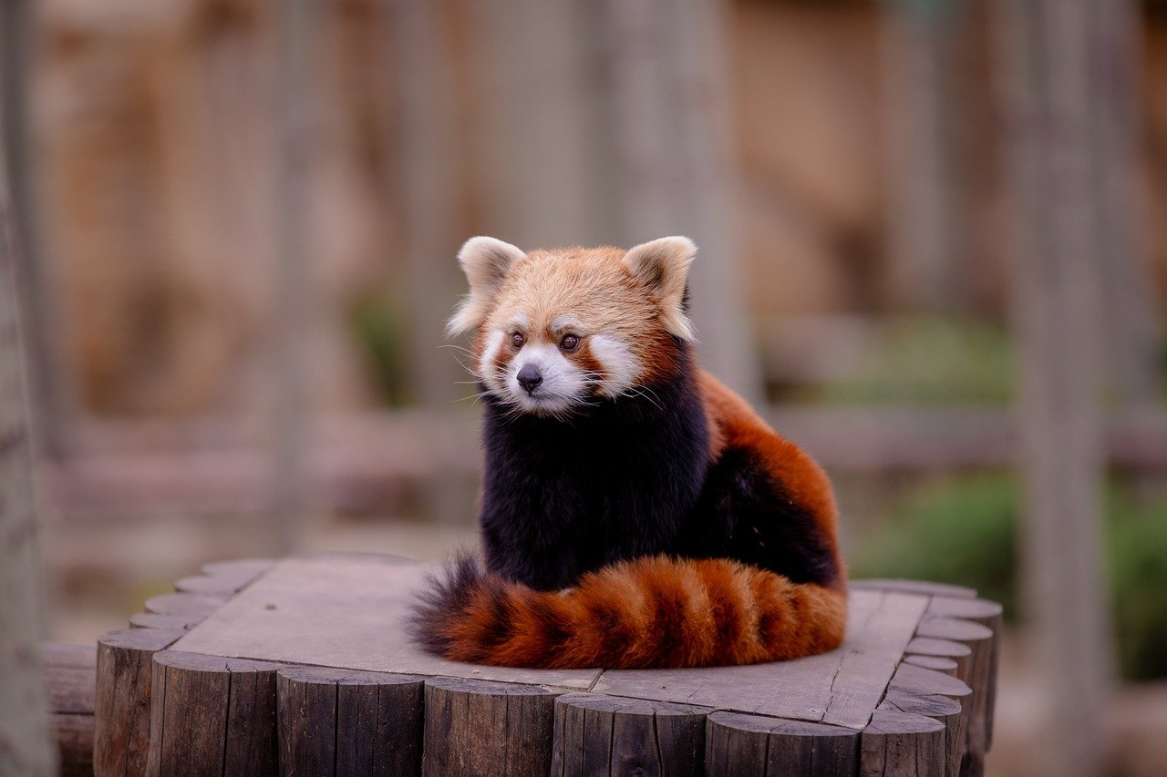 red panda, panda, animal, flying, crown, zoo, nature, wildlife, flow, energy