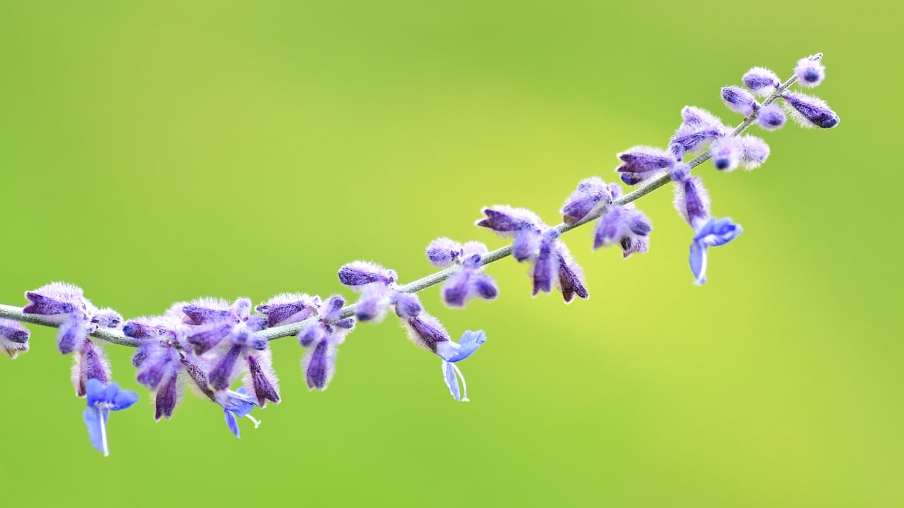sage, flower, plant, garden, russian sage, violet, nature