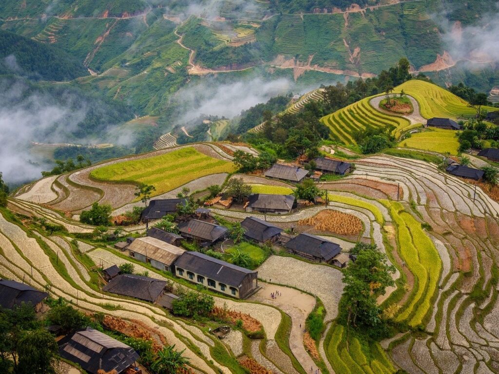phung version, rice field, rice, mountain, soil, field, terraces, agriculture, beauty, pretty, forest, cloud, dew, nature, the village, home