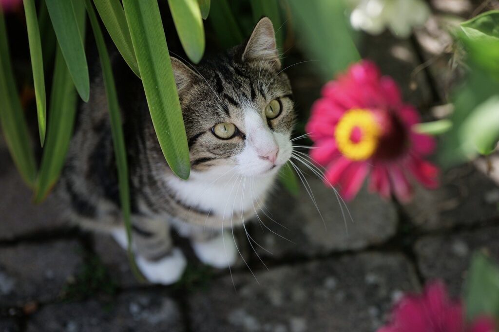 cat, domestic animal, nature, portrait, wildlife, garden, blossom, bloom, cat face, view, mackerel