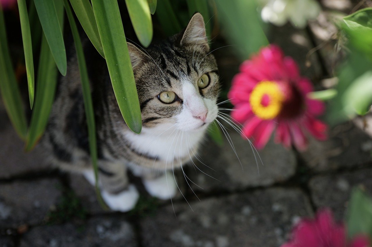 cat, domestic animal, nature, portrait, wildlife, garden, blossom, bloom, cat face, view, mackerel