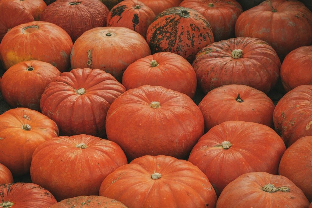 pumpkins, halloween, fall, vegetables, harvest, farm yard, food, decoration, jack o lanterns, season
