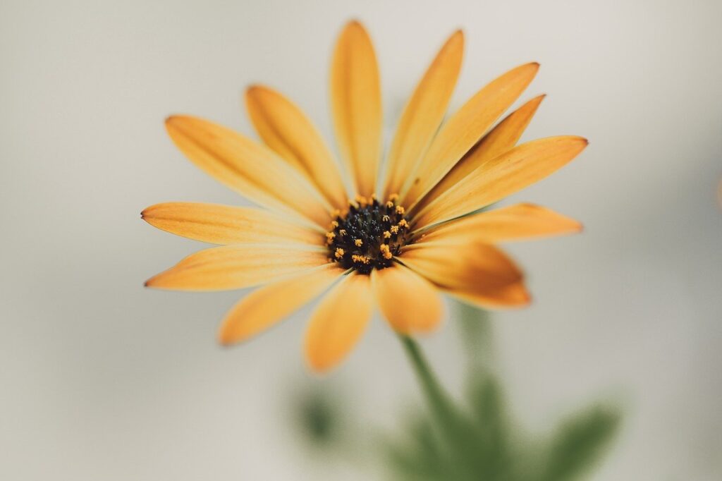 flower, hd wallpaper, nature, flower wallpaper, blossom, bloom, flora, close up, plant, petals, yellow, summer