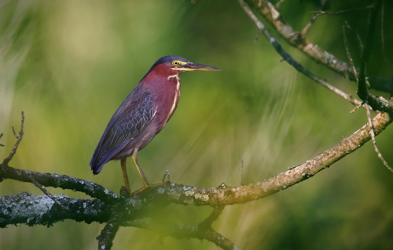 green heron, bird, animal, nature, wildlife, wild, branch