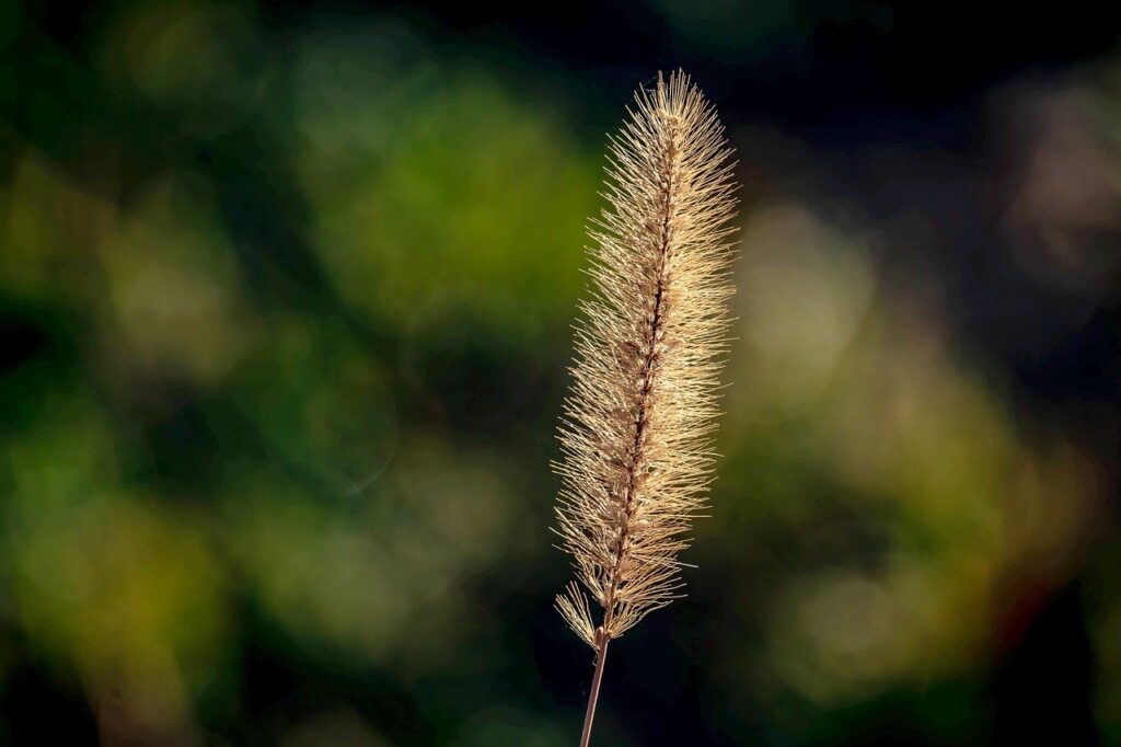 grass, blades of grass, green, cool backgrounds, wallpaper hd, 4k wallpaper 1920x1080, lawn, meadow, hd wallpaper, floral background, plant, herbs, desktop backgrounds, nature, beautiful nature, blade of grass, background, laptop wallpaper, wallpaper, nature wallpaper, 4k wallpaper, free wallpaper, full hd wallpaper, mac wallpaper, brilliance, nature background, free background, windows wallpaper, beautiful wallpaper, translucent, transparent, bright, wallpaper 4k, shining