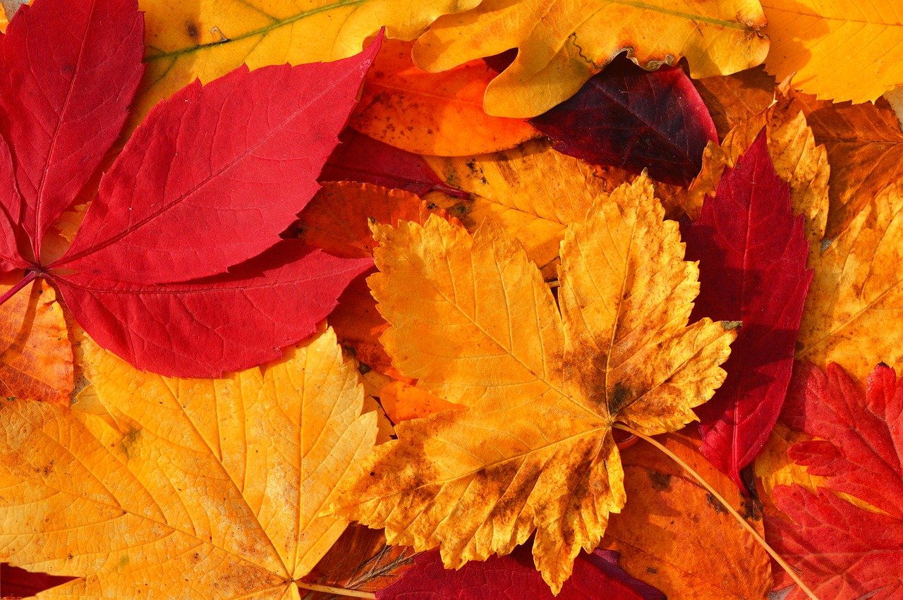 autumn leaves, fall, leaves, leaf veins, leaf buds, autumn colors, fall season, close up, nature, autumn color, autumnal, season, autumn mood, bright colours, nature wallpaper, hd background, autumn motif