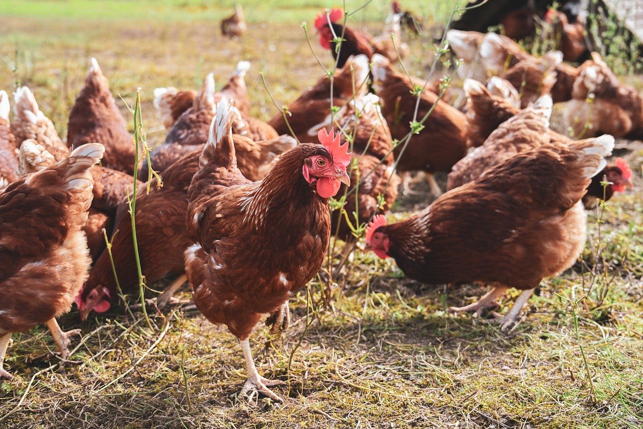 chicken, nature, poultry, farm yard, animals, birds, plumage, agriculture, free range, hen, domestic, poultry farm, free running