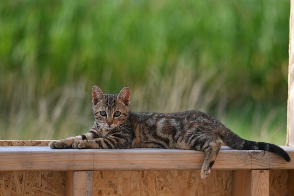 mila kitten, pretty kitty, nature, animal, cat, feline, kitty, mammal