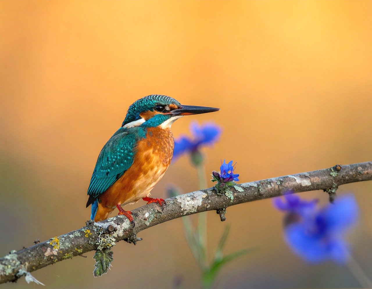 bird, nature, animal, wildlife, plumage, ornithology, wren, flamingo, fauna, avian, duck, woodpecker, heron, pelican, songbird, feathers, birdwatching, perched, species, bokeh