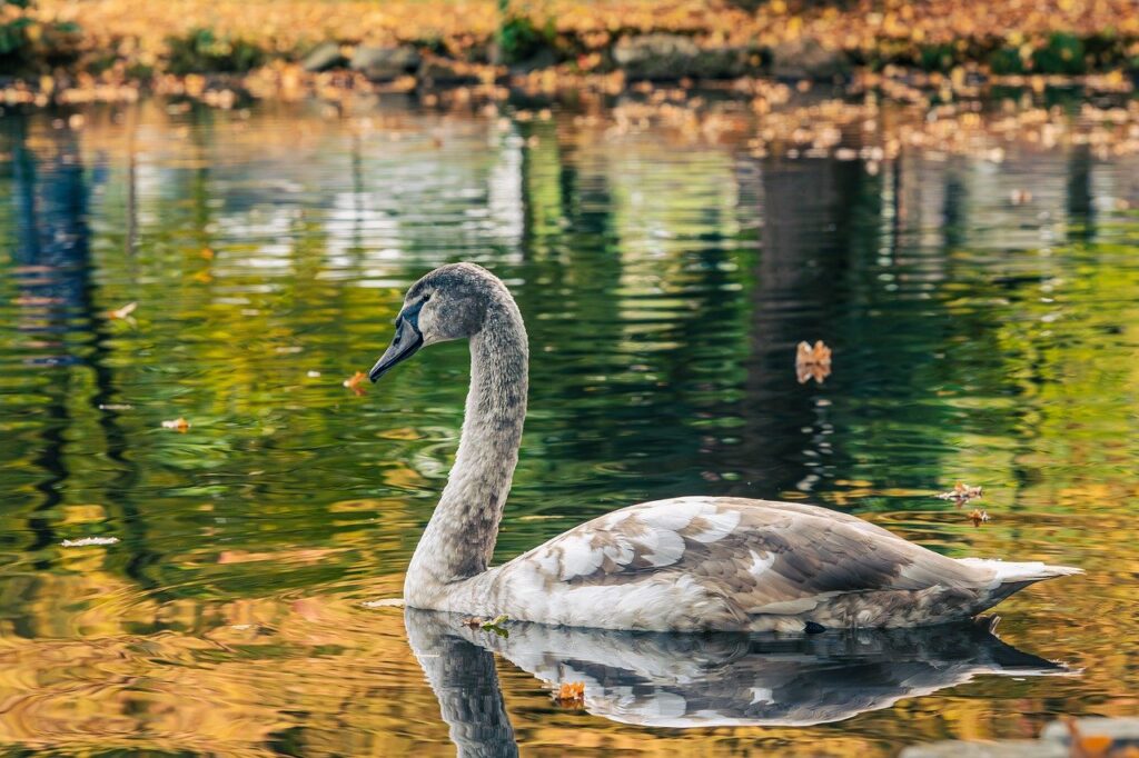 swan, nature, water, park