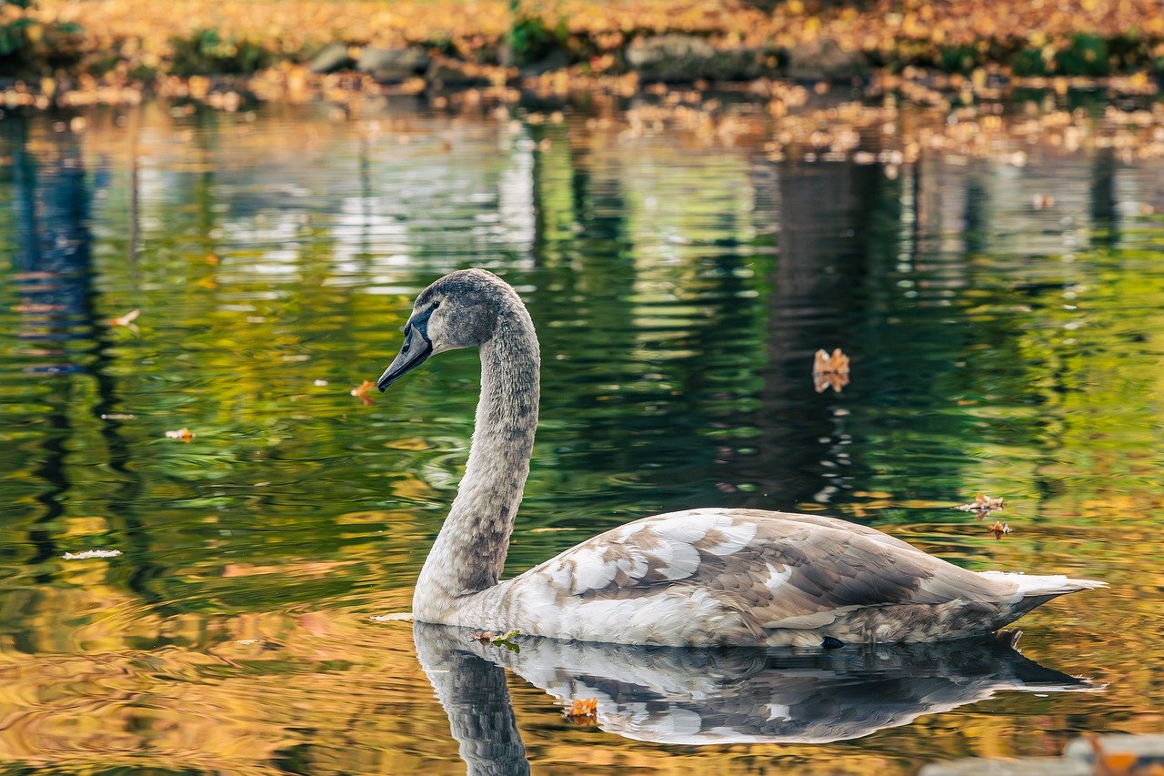 swan, nature, water, park