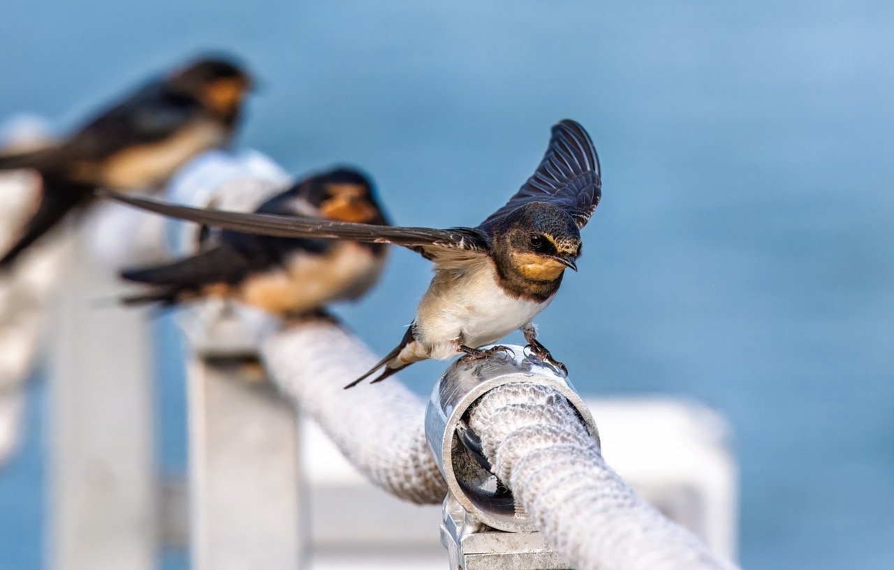 barn swallow, wild bird, birds, ornithology, animal, wildlife, bird watching, species, fauna, plumage, nature, to sit, heaven, railing, metal