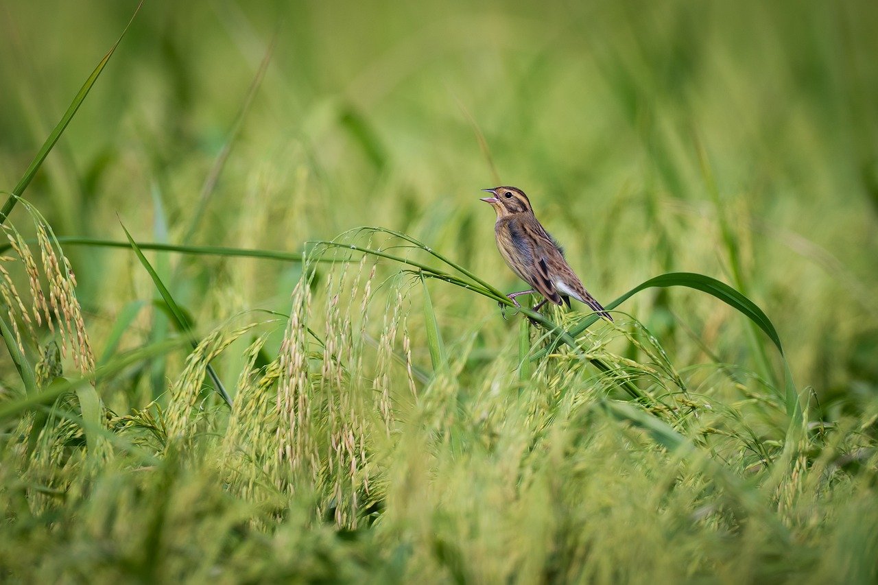 bird, nature, wildlife, plumage, ornithology, songbird, feathers, lake, species