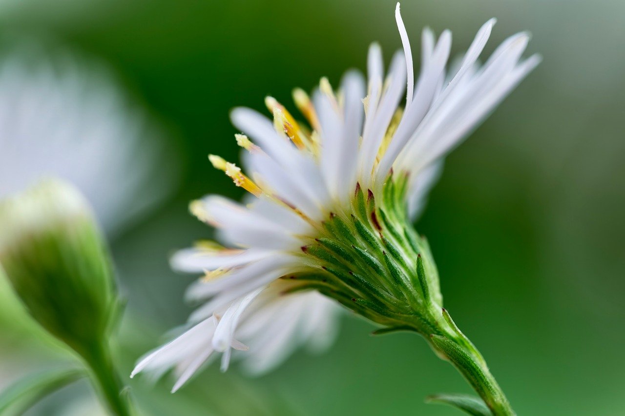 tall white aster, beautiful flowers, nature, hd wallpaper, petals, bloom, blossom, flower, fall, october, wildflower, roadside, daisy, flower wallpaper, flower background