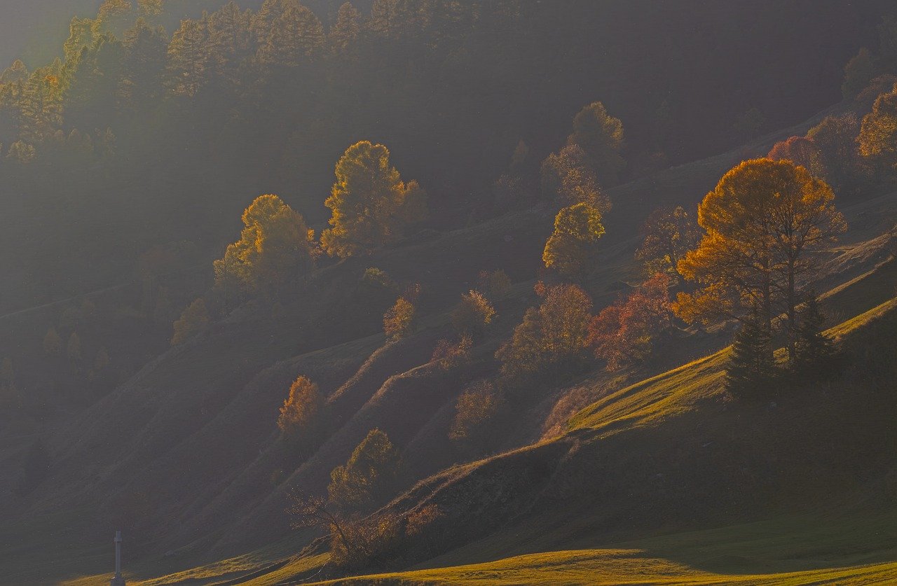 evening light, nature, sunset, fall, autumn colors, dusk, landscape, trees