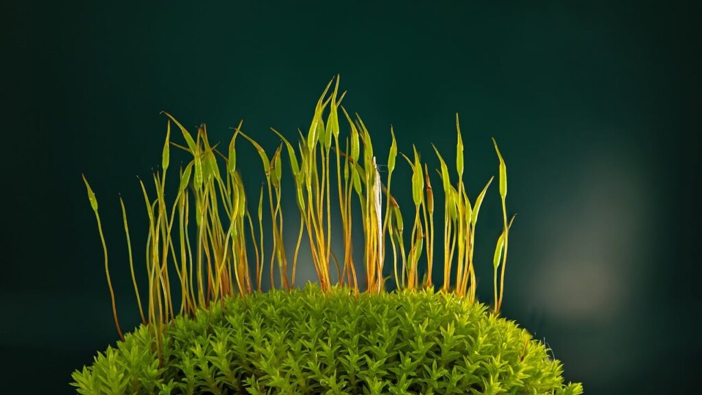 moss, forest floor, forest, plant, close up, nature