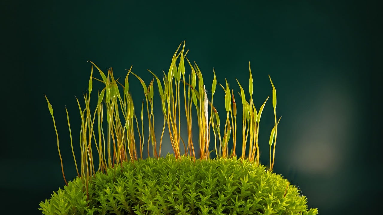 moss, forest floor, forest, plant, close up, nature