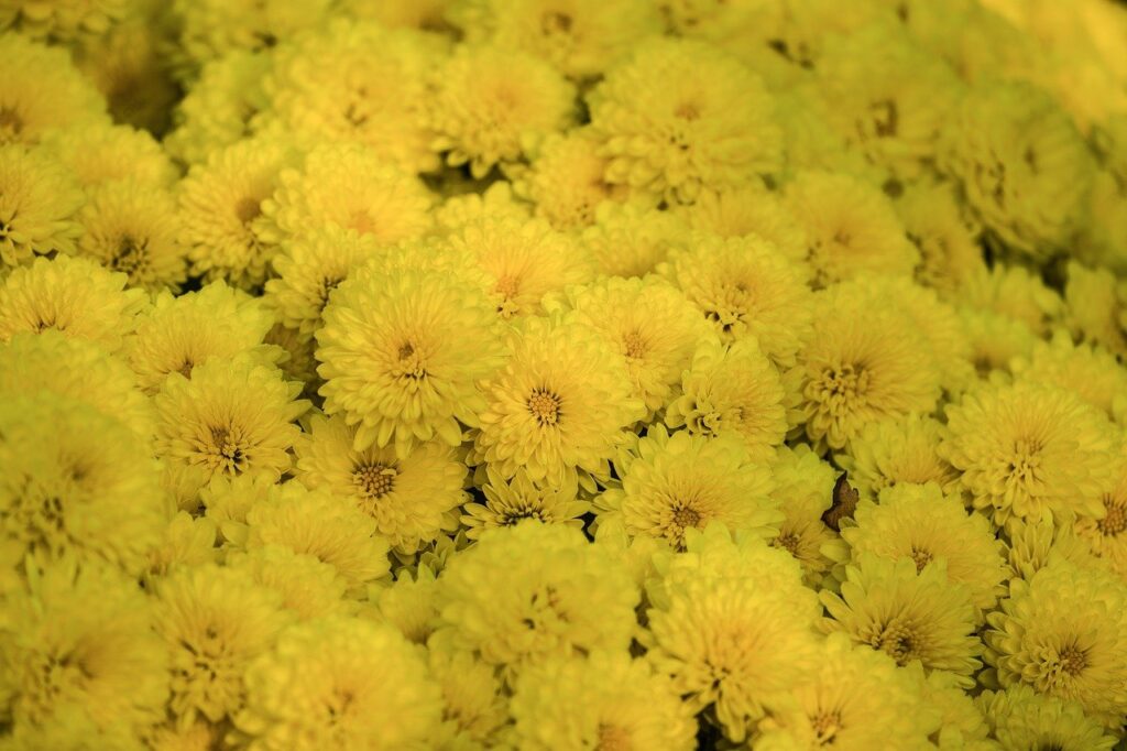 asters, flower, blossom, bloom, flora, herbstastern, petals, plants, yellow, fall, close up