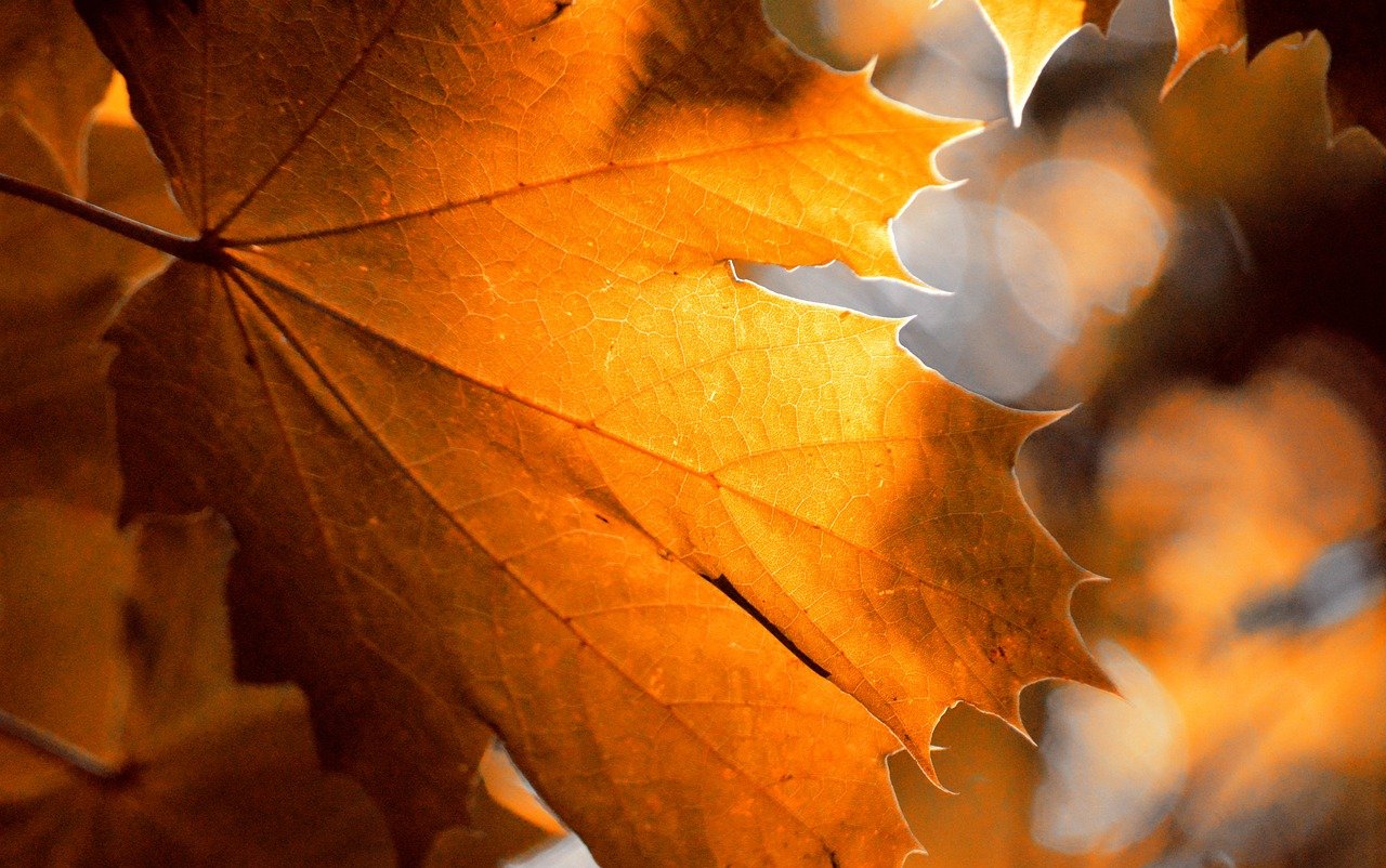 maple leaf, autumn leaf, fall, leaf, leaf veins, leaf buds, autumn colors, fall season, close up, nature, autumn color, autumn leaves, autumnal, season, autumn mood, bright colours, backlighting, nature wallpaper, hd background, autumn motif, leaves, bokeh