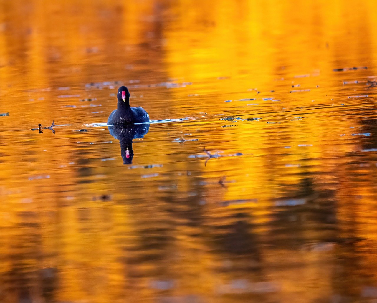 nature, bird, animal, wildlife, bird watching, fauna, reflection, lake, water, sunset, moorhen, water bird