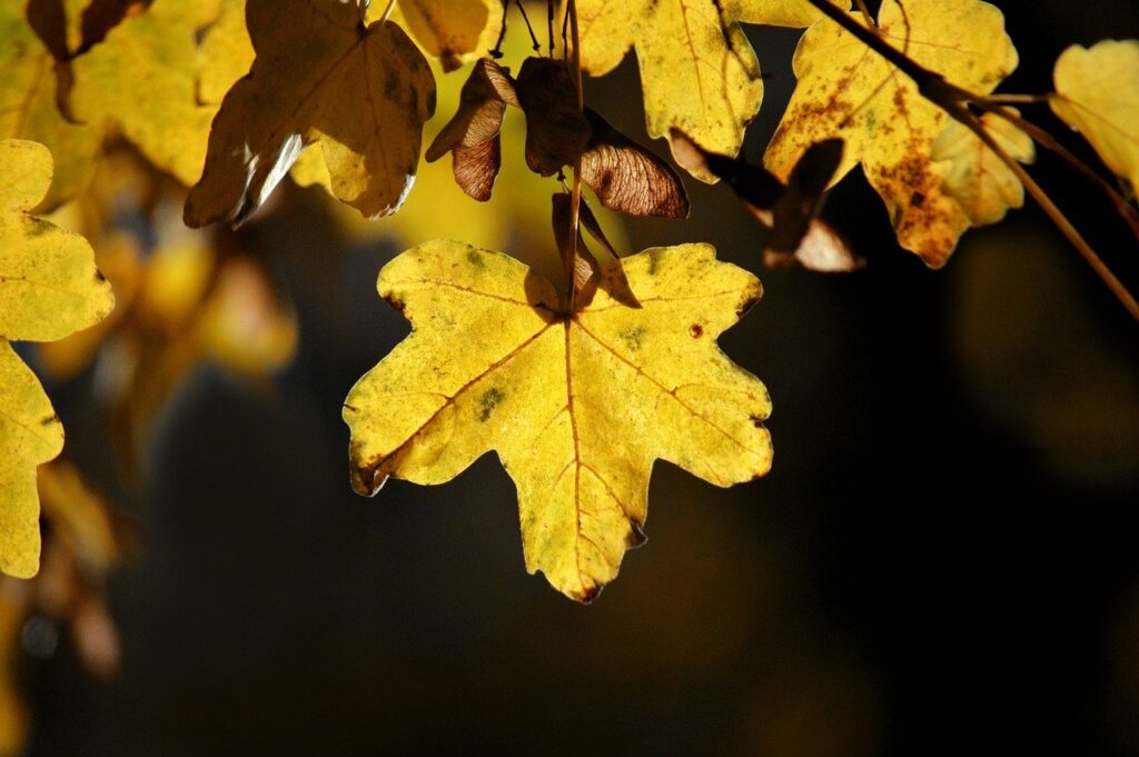 maple leaves, autumn leaves, fall, leaves, leaf veins, leaf buds, autumn colors, fall season, close up, nature, autumn color, autumnal, season, autumn mood, bright colours, backlighting, nature wallpaper, hd background, autumn motif