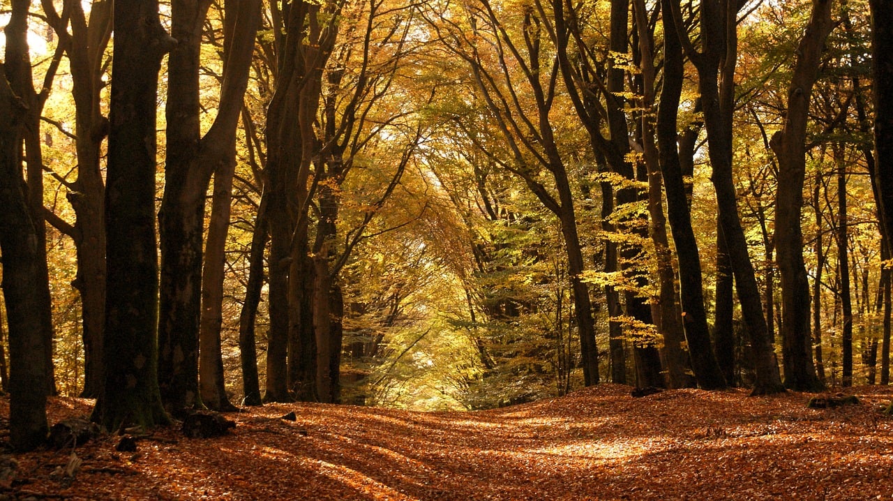 forests, autumn colours, nature, forest path, beech tree, landscape, sunlight, atmospheric, autumn leaves, light, netherlands, europe