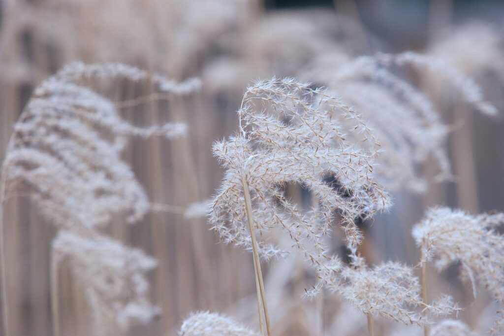 grasses, nature, frost, winter, frozen, wintry, mood, herbst, kalt, outdoors, icy, white, fog, structure, season