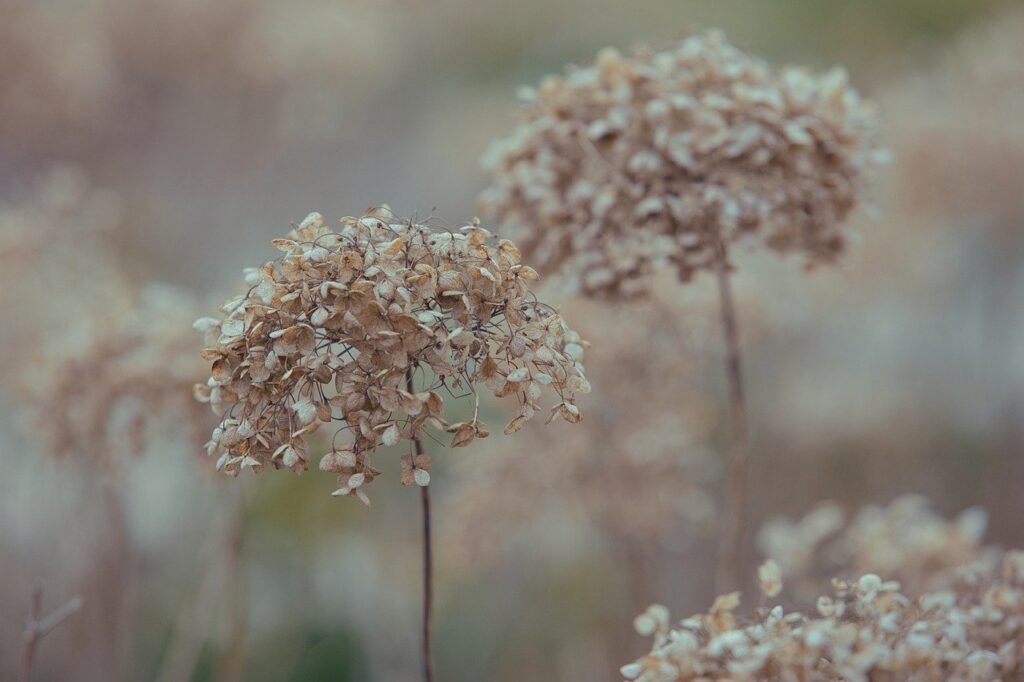 hydrangea, nature, bloom, blossom, flora, flower, winter, garden, plant, leaves, botany, petals, dry, fall, wilted, autumn, faded, frost