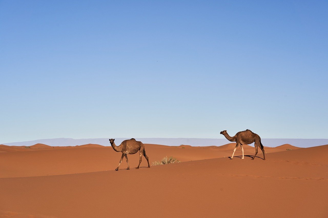 camels, nature, desert, morocco, sand