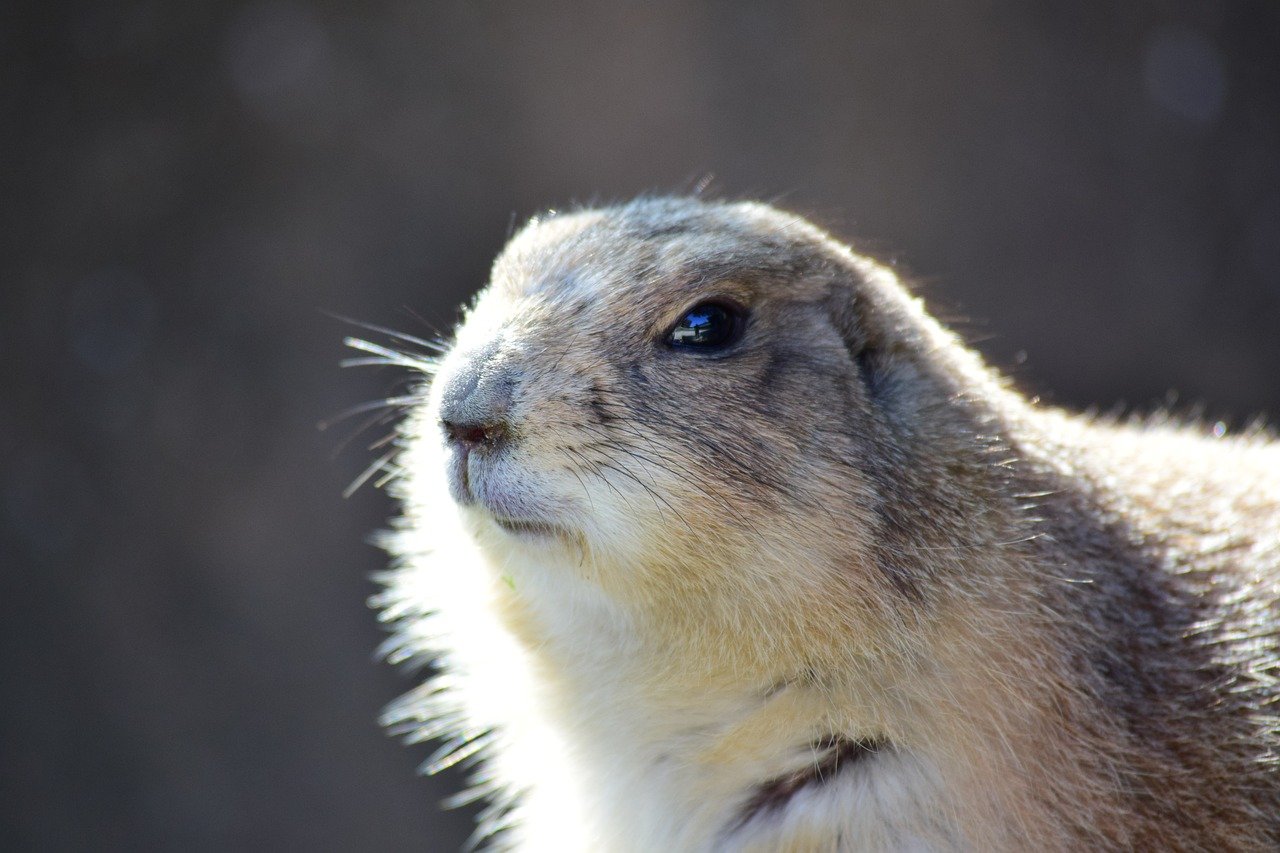 prairie dog, animal, wildlife, mammals, right, head, whiskers, portrait, outdoor, fur, nature, shadow, waiting, sunlight, distant, direct, show, expression, courage, life