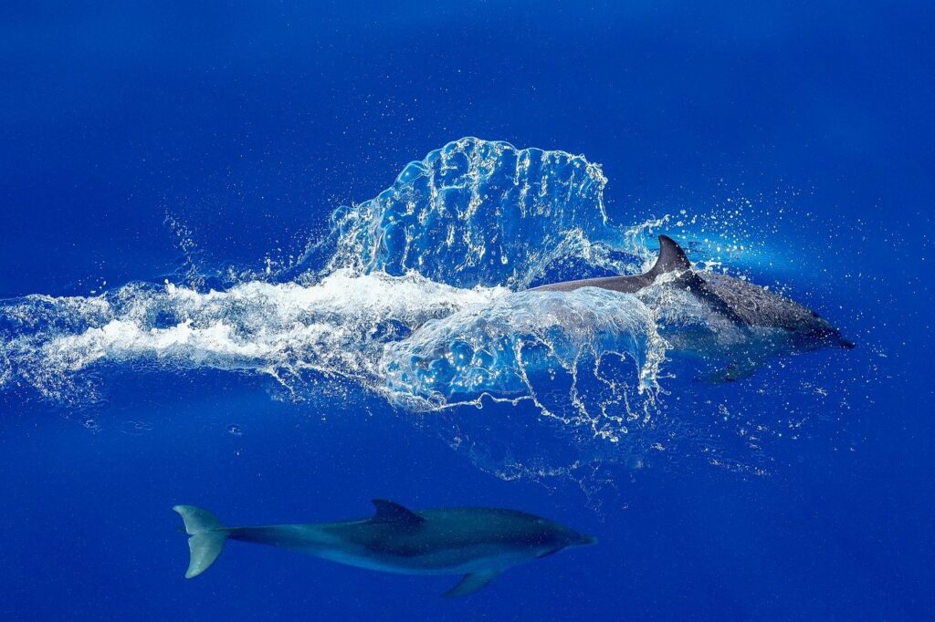 dolphin, nature, sea, animal, ocean, mammal, marine mammal, blue, wildlife