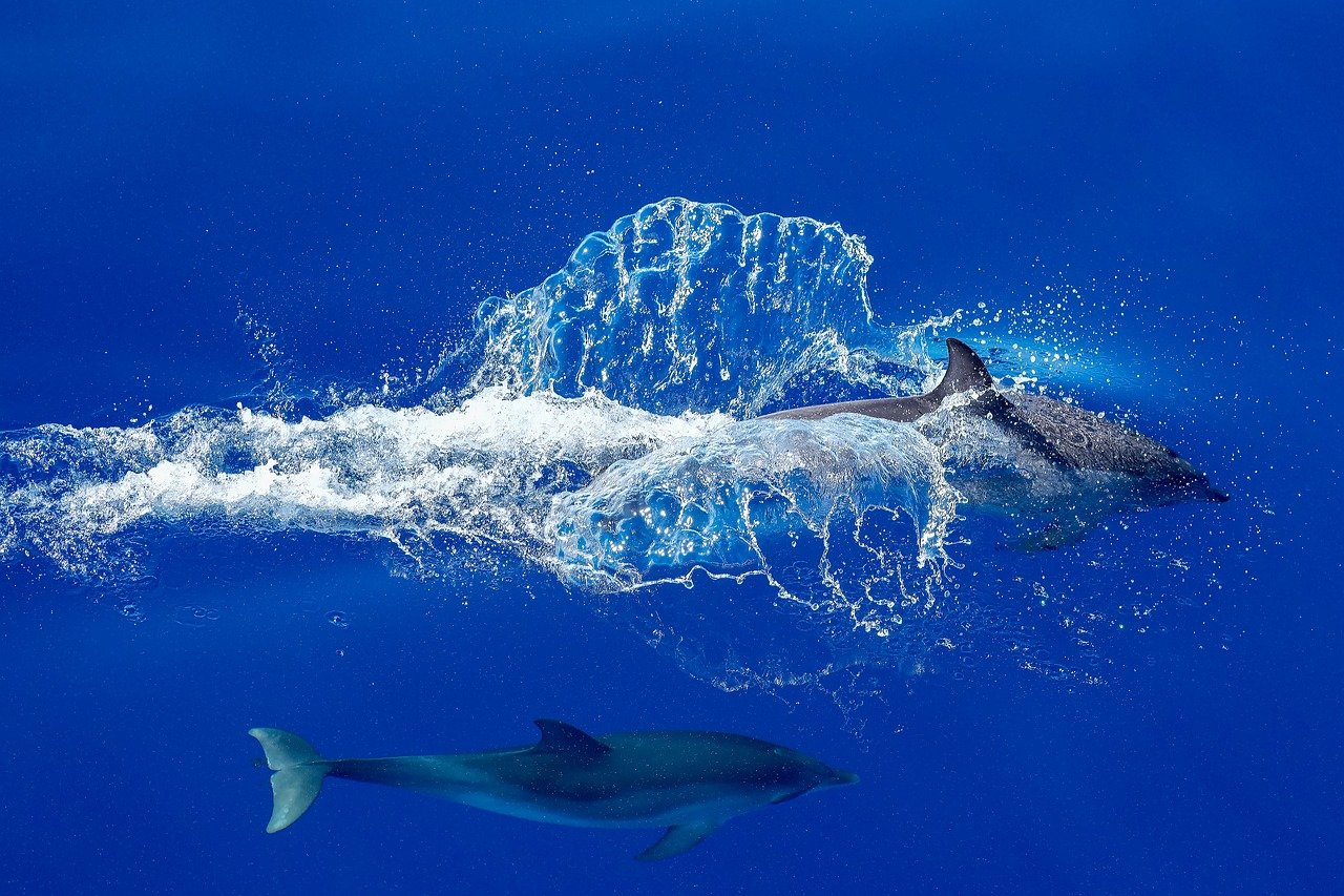dolphin, nature, sea, animal, ocean, mammal, marine mammal, blue, wildlife