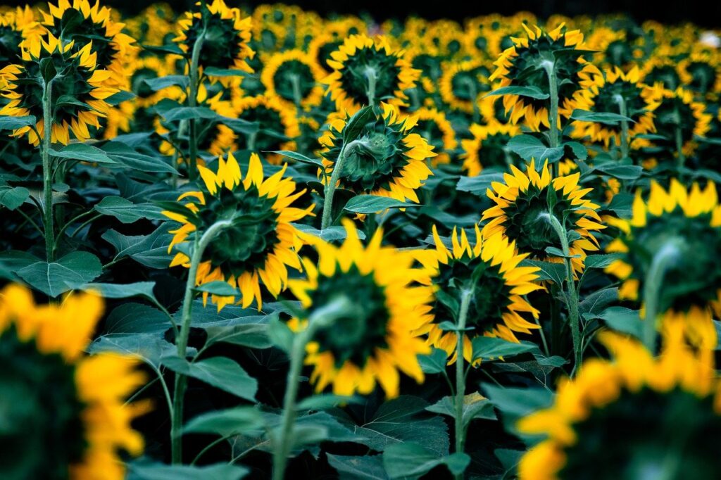 sunflower, yellow, flora, nature, landscape, flower, beautiful flowers, flower wallpaper, autumn, fall, honey, honeybee, flower background, pollen