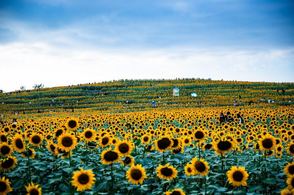 sunflower, yellow, flora, nature, flower wallpaper, landscape, flower background, flower, autumn, fall, beautiful flowers, honey, honeybee, pollen